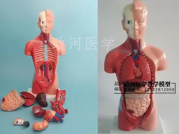 28 см Модель внутренних органов человеческого туловища, Медицинская помощь, Скелет, детские развивающие игрушки